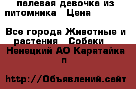 палевая девочка из питомника › Цена ­ 40 000 - Все города Животные и растения » Собаки   . Ненецкий АО,Каратайка п.